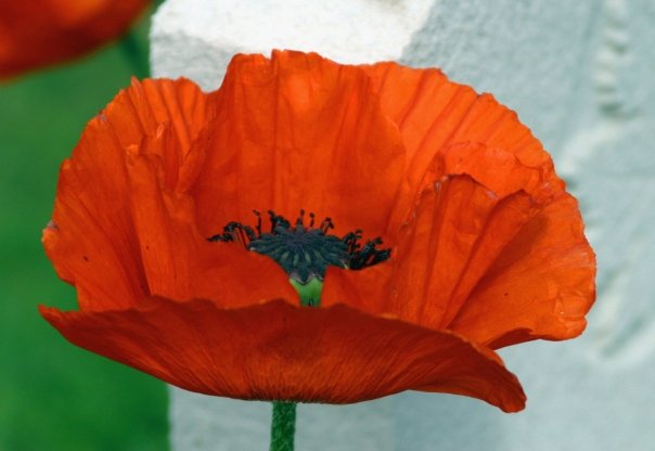 Gratitude and Remembrance